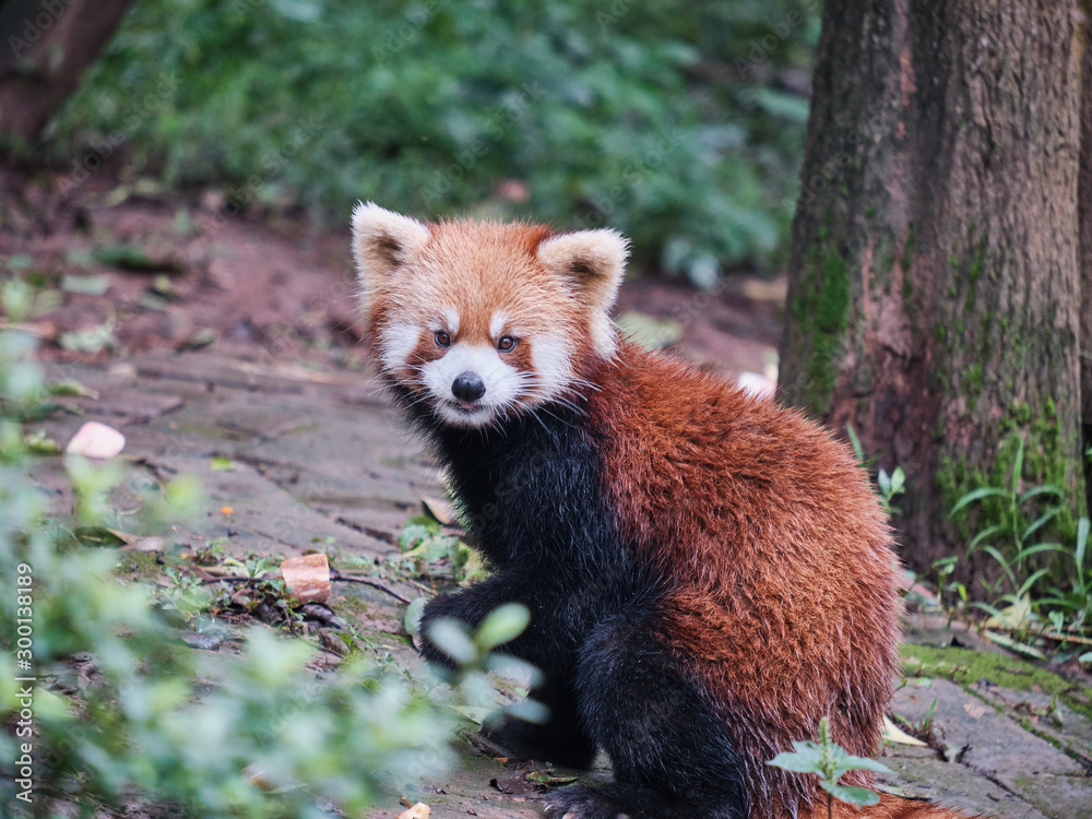 Obraz premium Red Panda On Alert
