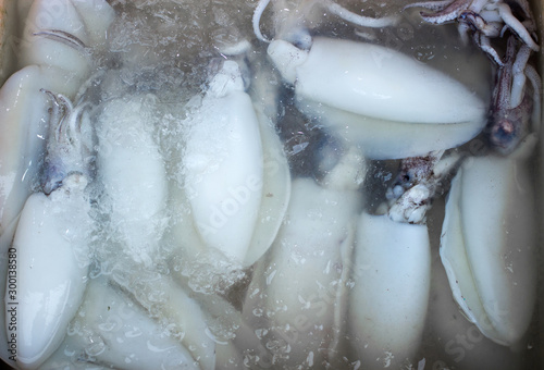 keep fresh preserve sqid on ice for seafood photo