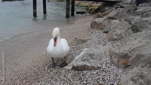 A white swan stands on the shore of the lake and begins to prepare for sailing, drinks water photo