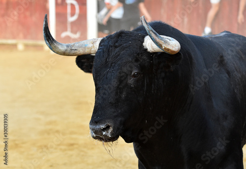 toro bravo español en plaza de toros
