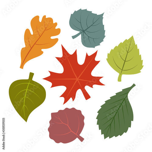 Vector image of autumn leaves. Maple, Elm, Birch, Aspen, Poplar, Oak, Linden