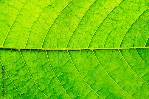 Green Leaf Texture background with light behind.