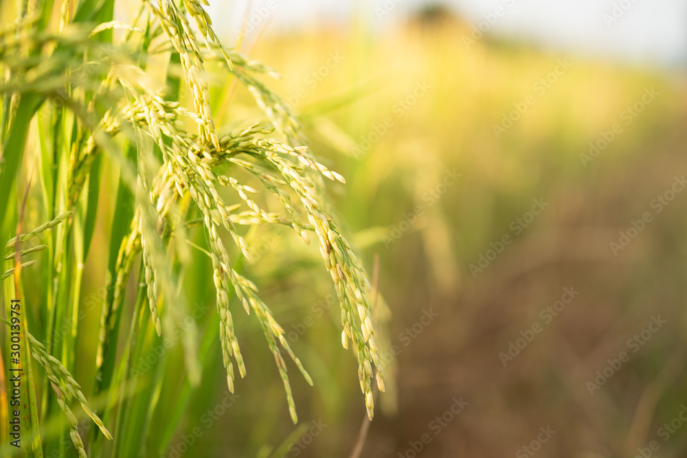 Rice in field conversion test at North Thailand,rice yellow color and copy space Rice in field conversion test at North Thailand,rice yellow color and copy space