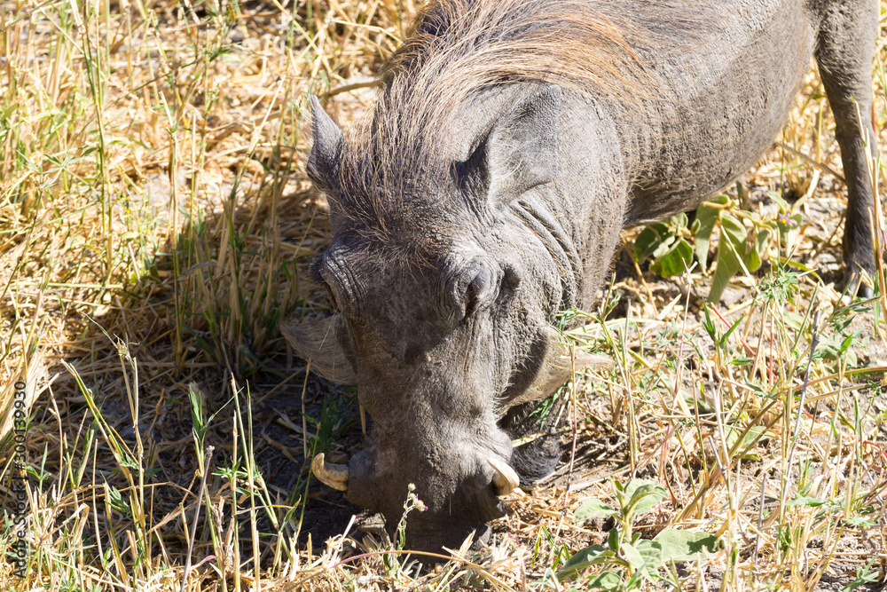 Warthog close up, Tarangire National Park, Tanzania Warthog close up, Tarangire National Park, Tanzania