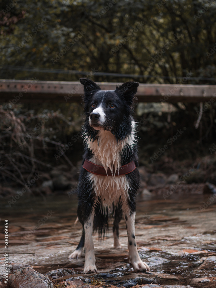 Retrato de Border Collie mojado en el río con un arnés