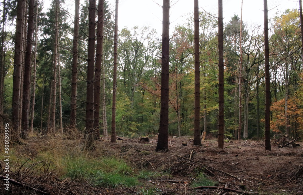 Unser schöner Tannenwald Unser schöner Tannenwald