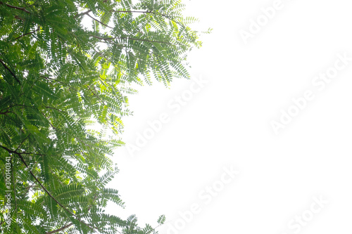 Bamboo leaves in isolated white background.Clipping path