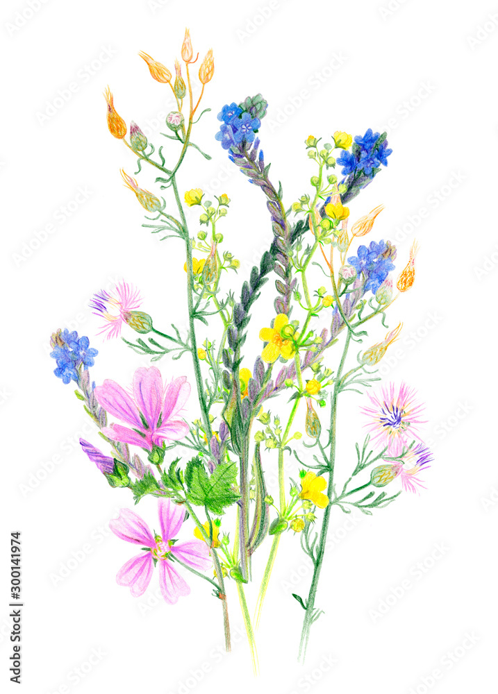 Bouquet of wild herbs and flowers on white background Bouquet of wild herbs and flowers on white background