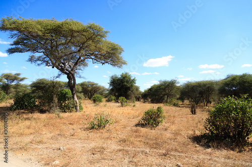 Tarangire National Park landscape  Tanzania  Africa
