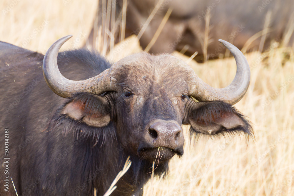 Cape buffalo from Serengeti National Park, Tanzania, Africa Cape buffalo from Serengeti National Park, Tanzania, Africa