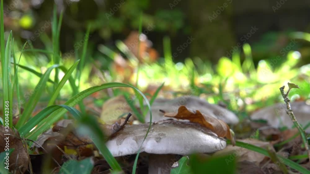 Inedible white mushroomwith a big gray hat close-up in the wood. Inedible white mushroomwith a big gray hat close-up in the wood.