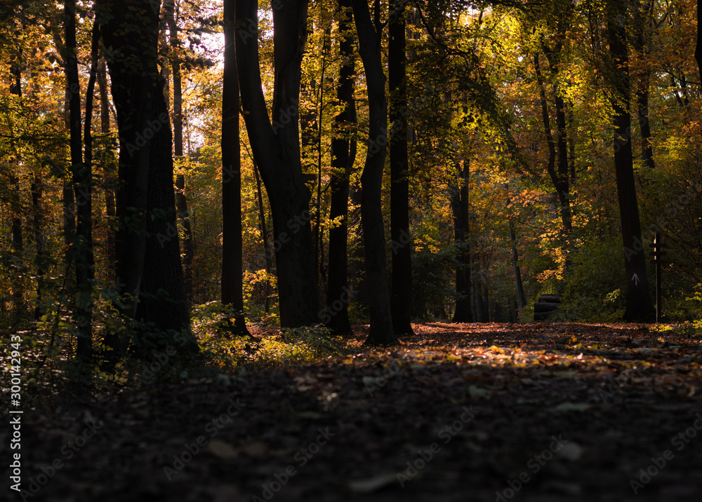 Obraz premium Herbstwald