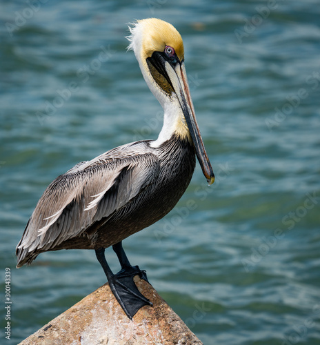 Florida Pelican