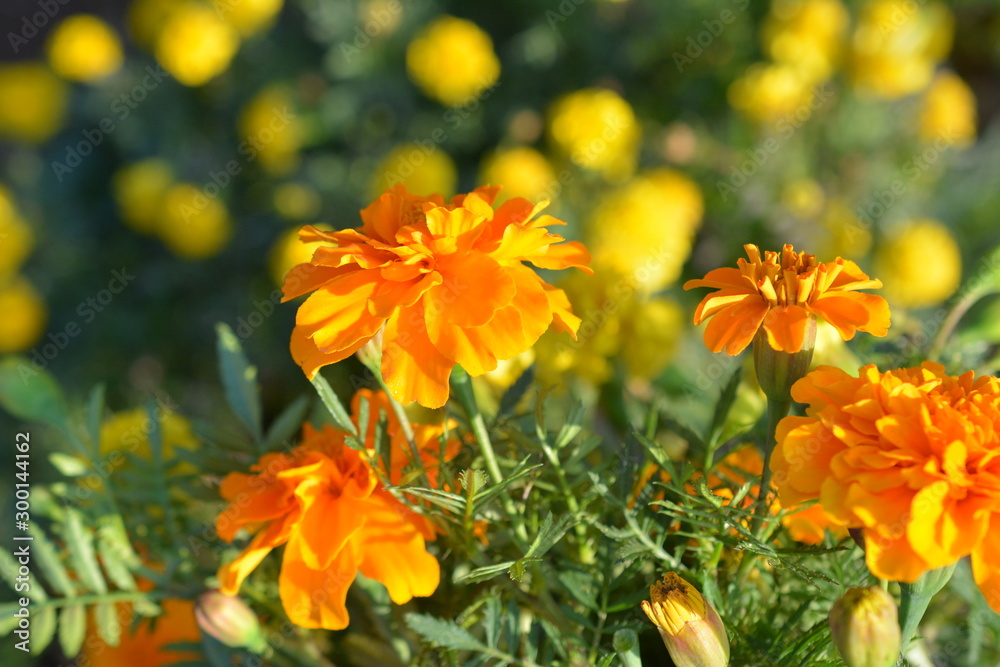 作物のコンパニオンプランツとして植えたマリーゴールド フレンチ 花盛り 花 畑イメージ素材 Stock Photo Adobe Stock