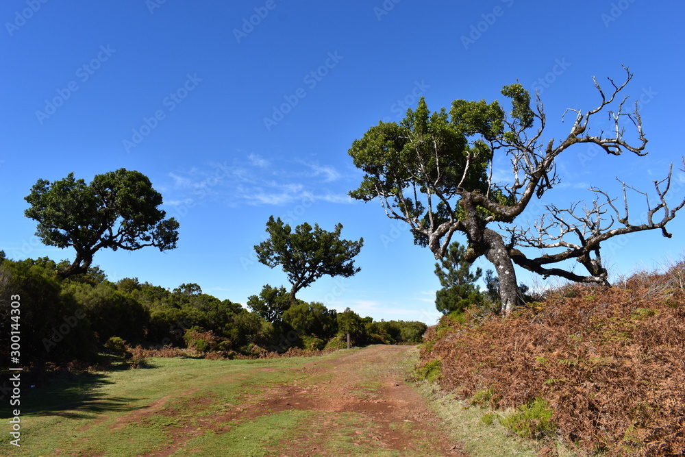 On the way to the hiking at the Fairy forest in Fanal with ancient laurel trees in Madeira, Portugal