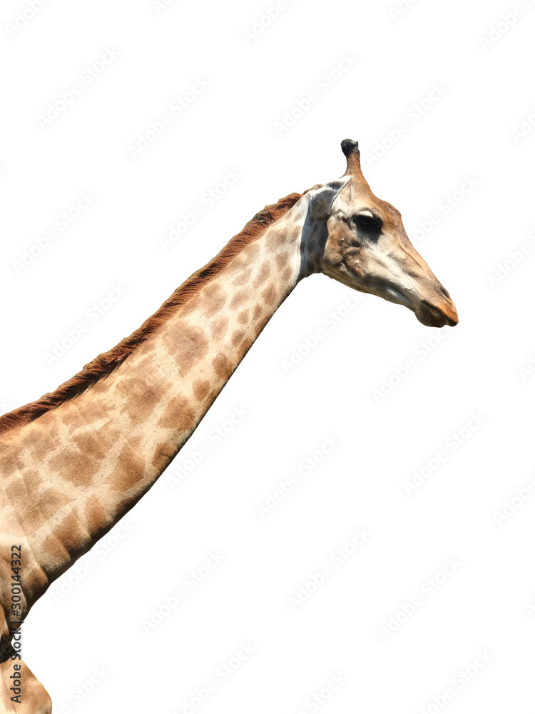 Naklejka premium giraffe isolated on white background
