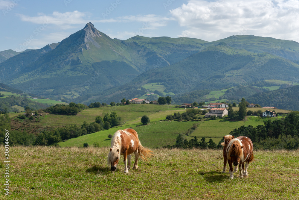 Horses grazing in a meadow, Goierri in Basque Country, Spain