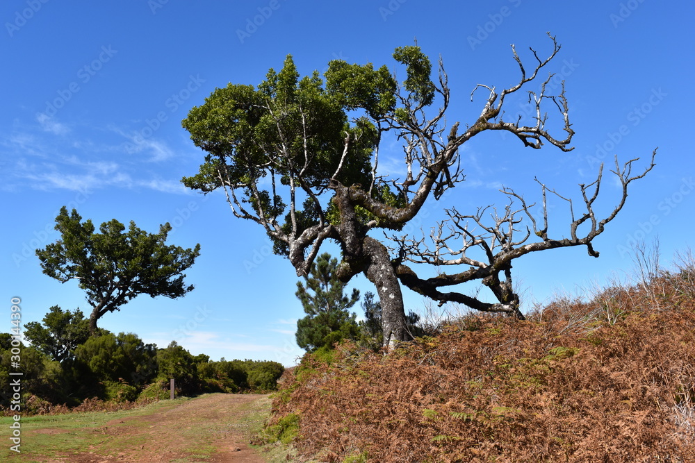 On the way to the hiking at the Fairy forest in Fanal with ancient laurel trees in Madeira, Portugal On the way to the hiking at the Fairy forest in Fanal with ancient laurel trees in Madeira, Portugal