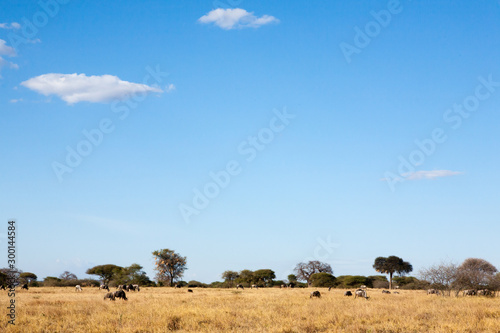 Tarangire National Park panorama, Tanzania, Africa