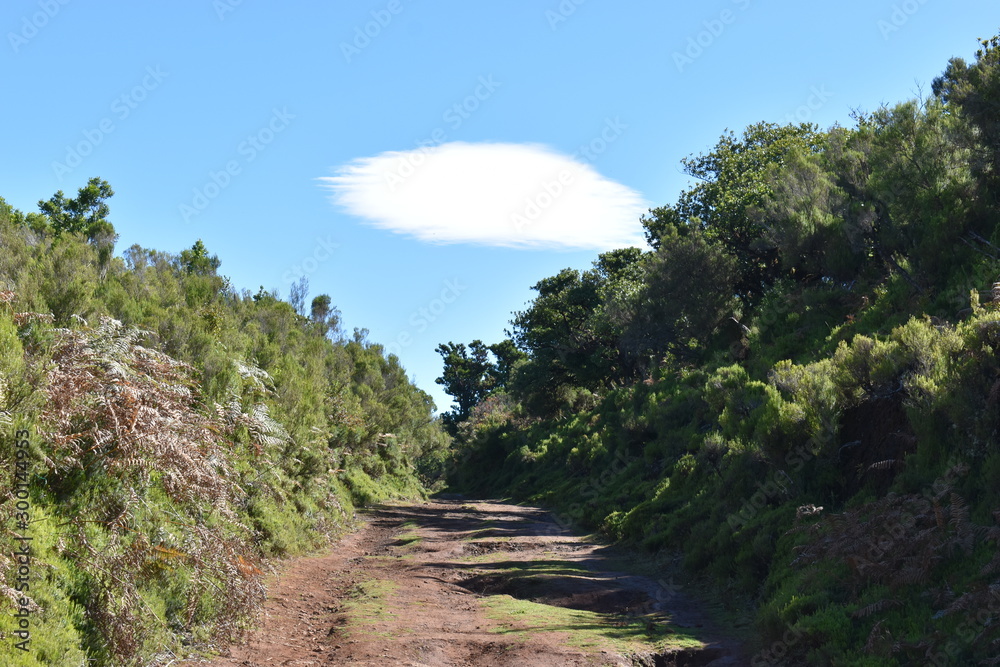 On the way to the hiking at the Fairy forest in Fanal with ancient laurel trees in Madeira, Portugal On the way to the hiking at the Fairy forest in Fanal with ancient laurel trees in Madeira, Portugal