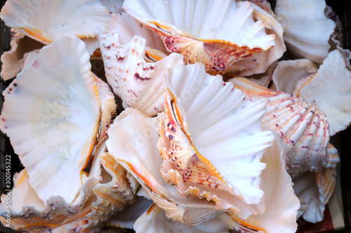 Fototapeta Naklejka Na Ścianę i Meble -  Heap of bivalve clams, selective fokus.