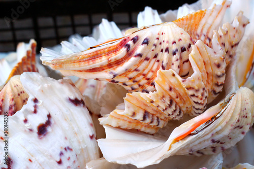 Heap of colorful bivalve clams, selective fokus.