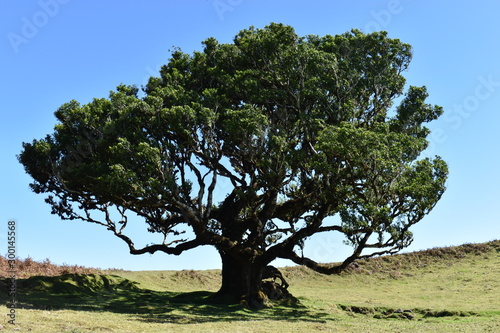 On the way to the hiking at the Fairy forest in Fanal with ancient laurel trees in Madeira, Portugal