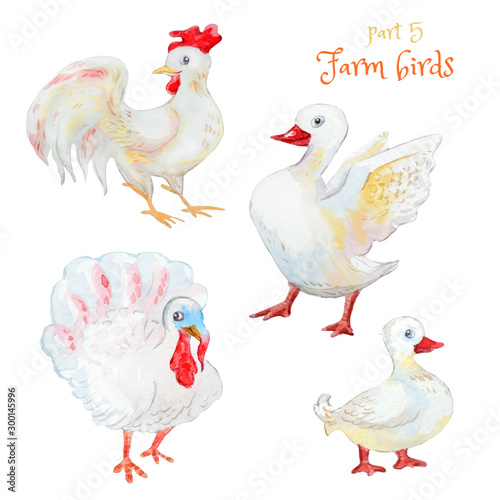 White Poultry Set   goose  turkey rooster  duck . Isolated on white. Watercolor cartoon illustration.