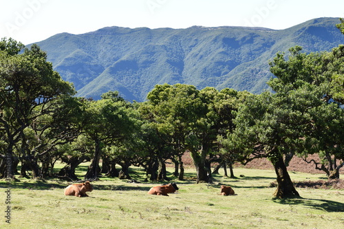 Hiking at the Fairy forest in Fanal with ancient laurel trees and cows on the green meadow in Madeira, Portugal