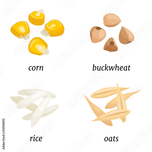 Set of various cereals. Vector composition of grains of corn, buckwheat, oats and rice seeds isolated on a white background. Illustration in cartoon style. Whole grains.