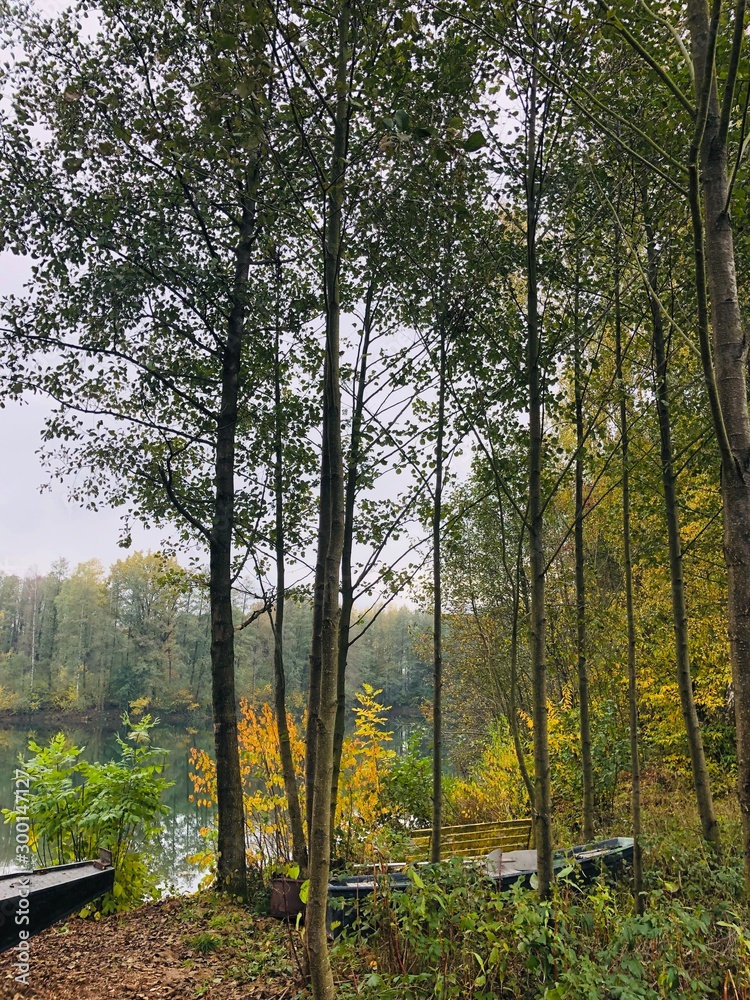 Fototapeta premium morning in forest