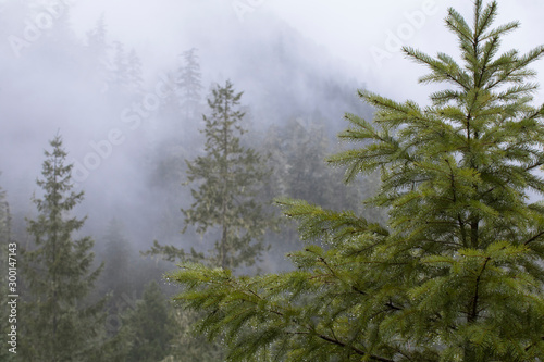 Foggy Oregon forest in the Cascades Mountains