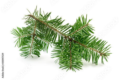 Christmas tree branch isolated on a white background Natural spruce twig