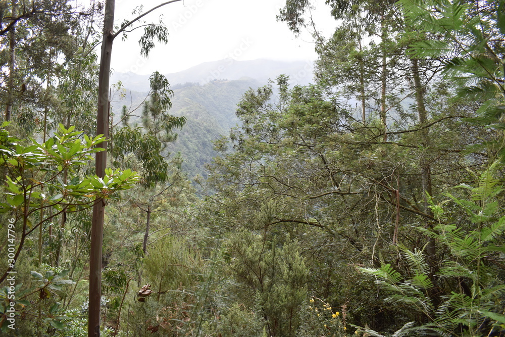 Obraz premium Hiking trail at Levada do Rei in Madeira, Portugal