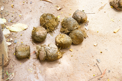 Fresh Elephant feces on ground photo