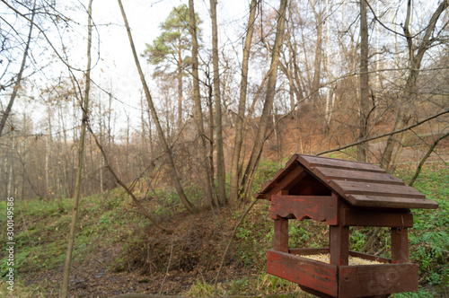 birdhouse in the forest of autumn forest in the afternoon © Dmitry Koryagin