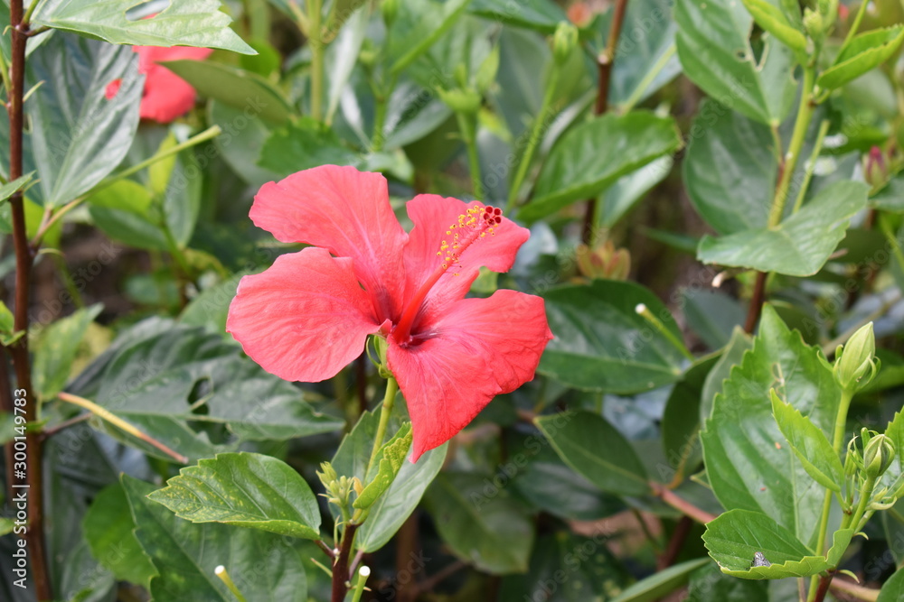 Red flower with green leaves – can be used as a background Red flower with green leaves – can be used as a background