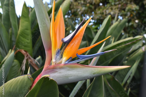 birds of paradise flower with green leaves – can be used as a background