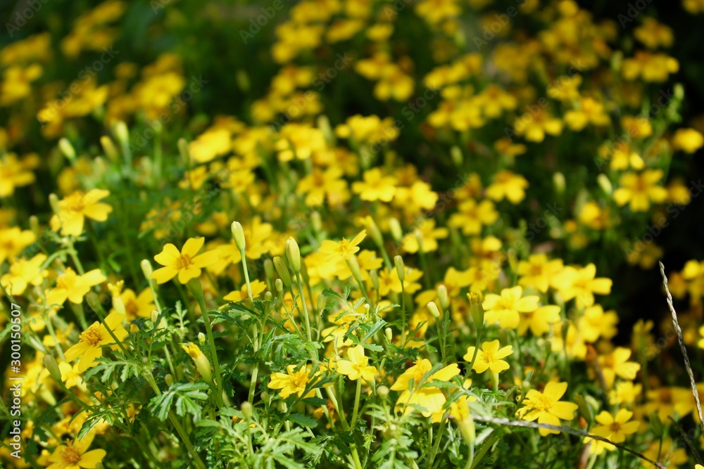 Fototapeta premium Botanischer Garten Erlangen