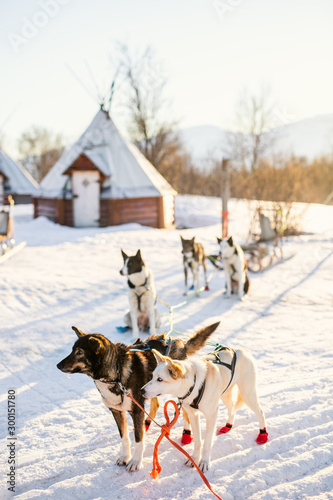 Husky dogs