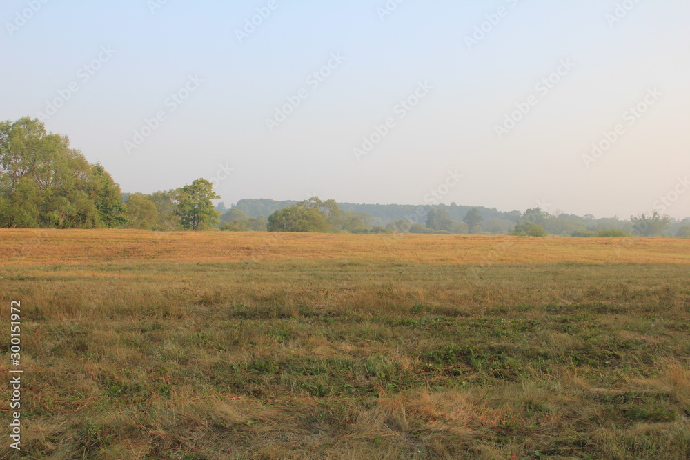 tree in the field