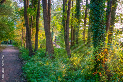 Ruhiger Wald im Herbstlicht  Farbenfroher Fr  hling