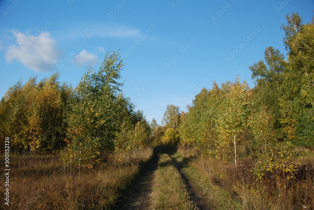 Fototapeta premium Forest Road