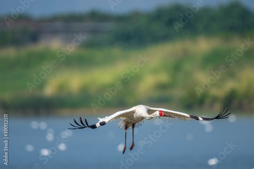 Siberian Crane in Mai Po Nature Reserve, Hong Kong (Formal Name: Grus leucogeranus) photo