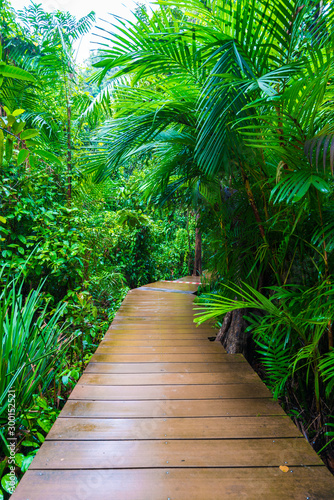 Fototapeta Naklejka Na Ścianę i Meble -  Wooden pathway around mangrove forest