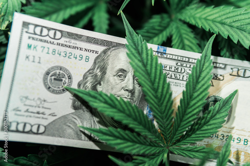 Money and pot. Cannabis finance. Revenues in the marijuana industry and the medical industry. American dollar bill on cannabis leaves. Taxation and marijuana. The economy of hemp industry. 