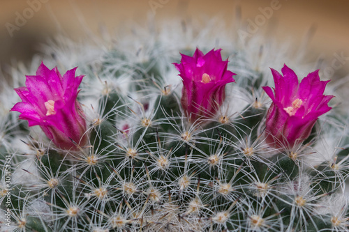 Closeup of pink Button Cactus Flower. photo