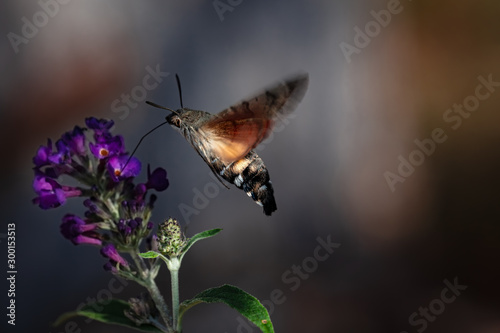 Kolibri Schwärmer im Schmetterlingsflieder