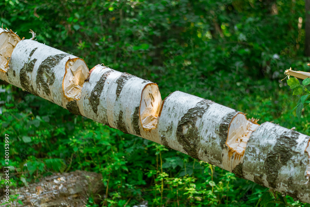 Felled birch with even cuts on the trunk. Felled tree with notches for future wood workpiece