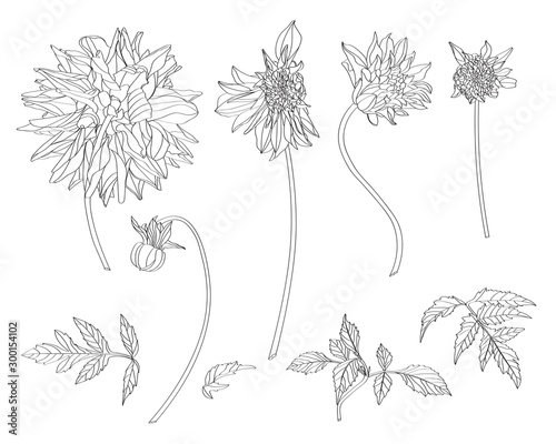 Sketch Floral Botany Collection. Dahlia flower, leaves and buds drawings. Line art on white backgrounds. Hand Drawn Botanical Illustrations.